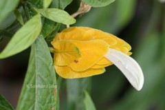 Pachystachys lutea